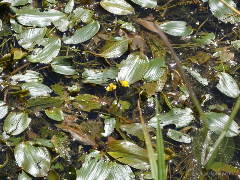 Schwimmendes Laichkraut: Übersicht